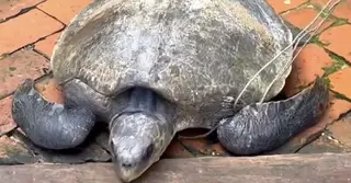 শিবচর বাজার থেকে সাড়ে ৩২ কেজি ওজনের সামুদ্রিক কচ্ছপ উদ্ধার, পদ্মায় অবমুক্ত